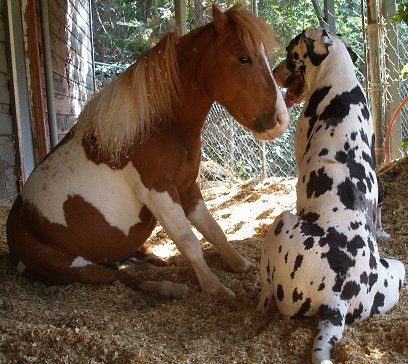 Great Dane Loves To Make Friends With Wild Horses